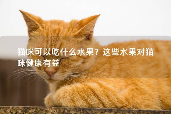 貓咪可以吃什么水果？這些水果對貓咪健康有益