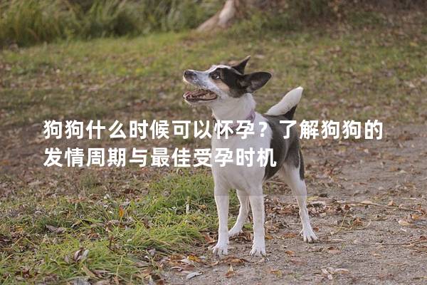 狗狗什么時候可以懷孕？了解狗狗的發情周期與最佳受孕時機
