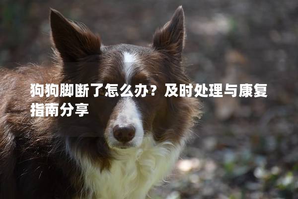 狗狗腳斷了怎么辦？及時處理與康復指南分享