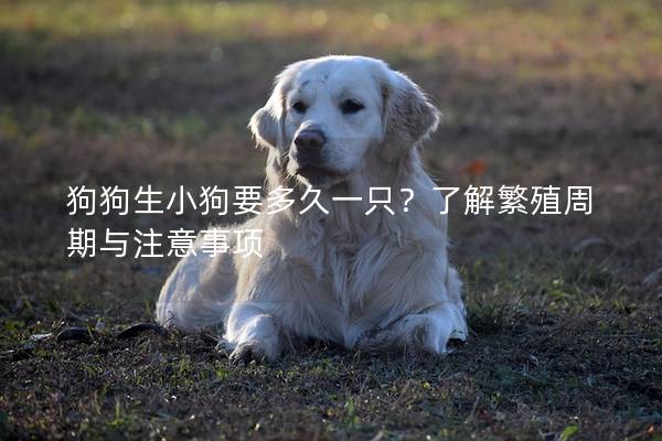 狗狗生小狗要多久一只？了解繁殖周期與注意事項(xiàng)