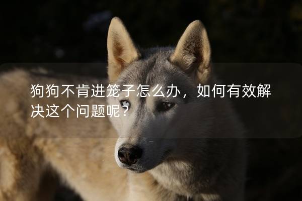 狗狗不肯進(jìn)籠子怎么辦，如何有效解決這個問題呢？