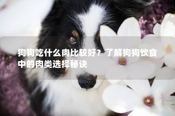 狗狗吃什么肉比較好?了解狗狗飲食中的肉類選擇秘訣 狗狗吃什么肉比較好?了解狗狗飲食中的肉類選擇秘訣