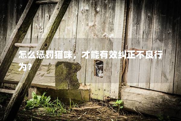 怎么懲罰貓咪，才能有效糾正不良行為？