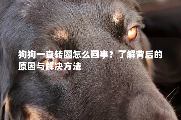 狗狗一直轉(zhuǎn)圈怎么回事？了解背后的原因與解決方法