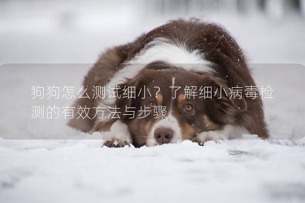 狗狗怎么測試細小？了解細小病毒檢測的有效方法與步驟