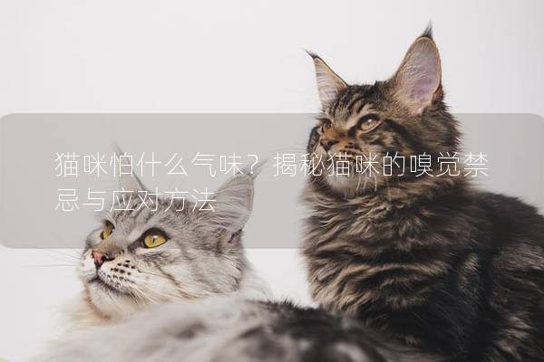 貓咪怕什么氣味？揭秘貓咪的嗅覺禁忌與應對方法
