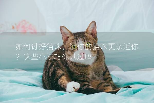 如何討好貓咪，讓你的貓咪更親近你？這些小技巧你試過嗎