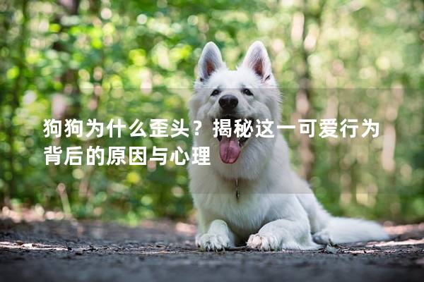 狗狗為什么歪頭？揭秘這一可愛行為背后的原因與心理