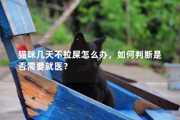 貓咪幾天不拉屎怎么辦，如何判斷是否需要就醫？