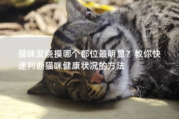 貓咪發燒摸哪個部位最明顯？教你快速判斷貓咪健康狀況的方法