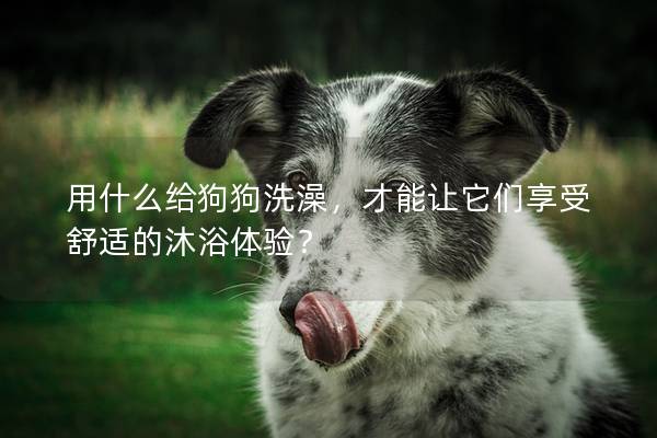 用什么給狗狗洗澡,才能讓它們享受舒適的沐浴體驗? 用什么給狗狗洗澡,才能讓它們享受舒適的沐浴體驗?