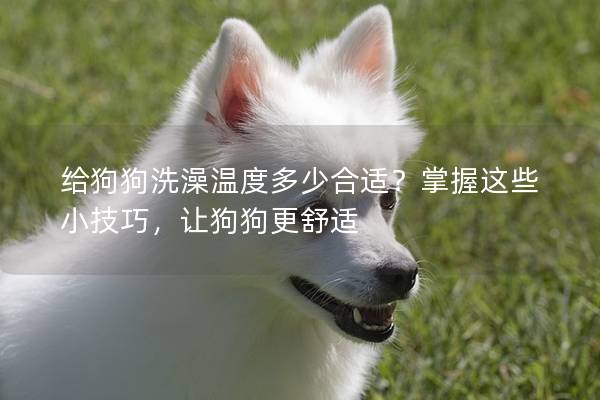給狗狗洗澡溫度多少合適？掌握這些小技巧，讓狗狗更舒適