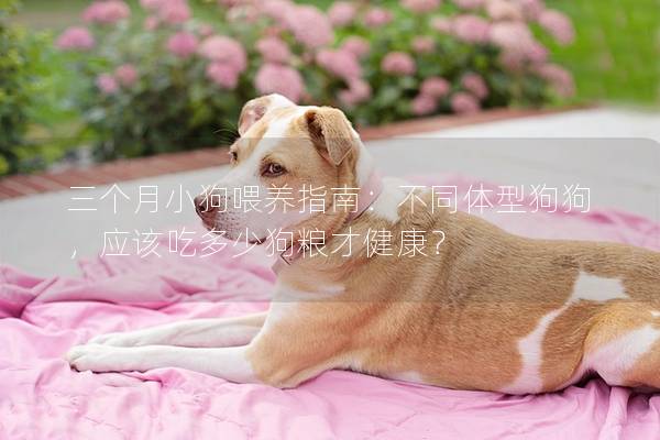 三個月小狗喂養指南：不同體型狗狗，應該吃多少狗糧才健康？