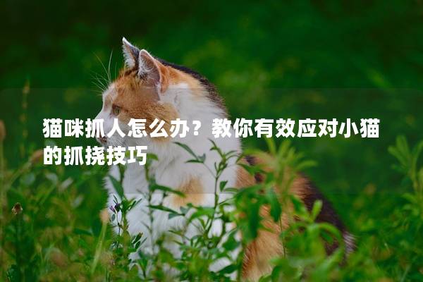 貓咪抓人怎么辦？教你有效應對小貓的抓撓技巧
