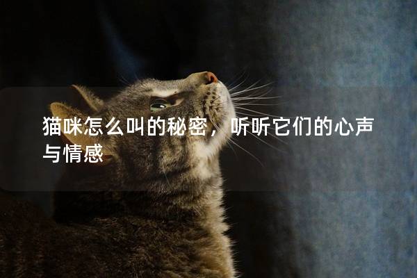 貓咪怎么叫的秘密，聽聽它們的心聲與情感