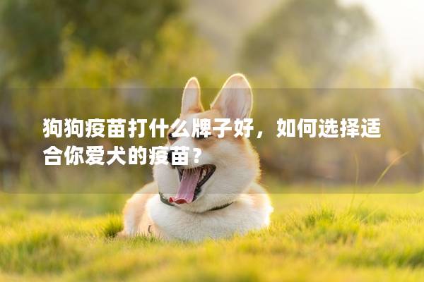 狗狗疫苗打什么牌子好,如何選擇適合你愛犬的疫苗? 狗狗疫苗打什么牌子好,如何選擇適合你愛犬的疫苗?