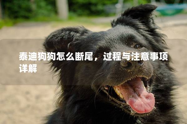泰迪狗狗怎么斷尾，過程與注意事項詳解