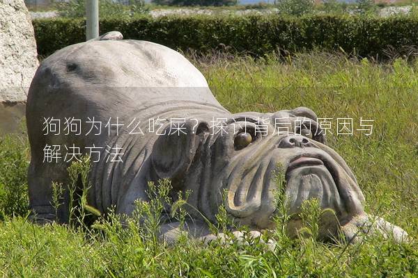 狗狗為什么吃屎？探討背后的原因與解決方法