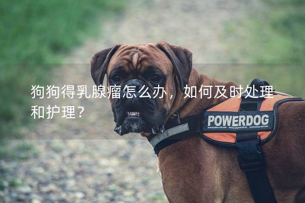 狗狗得乳腺瘤怎么辦，如何及時處理和護理？