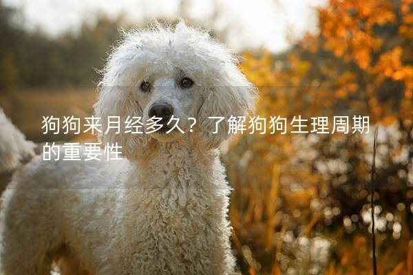 狗狗來月經(jīng)多久？了解狗狗生理周期的重要性