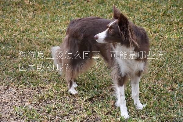 狗狗身上燙怎么回事，可能是哪些原因?qū)е碌哪兀?></em><p>狗狗身上燙怎么回事，可能是哪些原因?qū)е碌哪兀?/p><span>2025-01-04</span></a></li> 
                                            </ul>
                                        </div>

                                        <div   id=