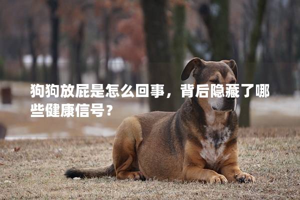 狗狗放屁是怎么回事，背后隱藏了哪些健康信號？