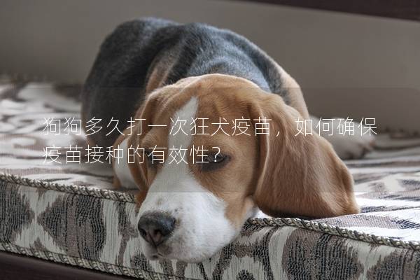 狗狗多久打一次狂犬疫苗，如何確保疫苗接種的有效性？