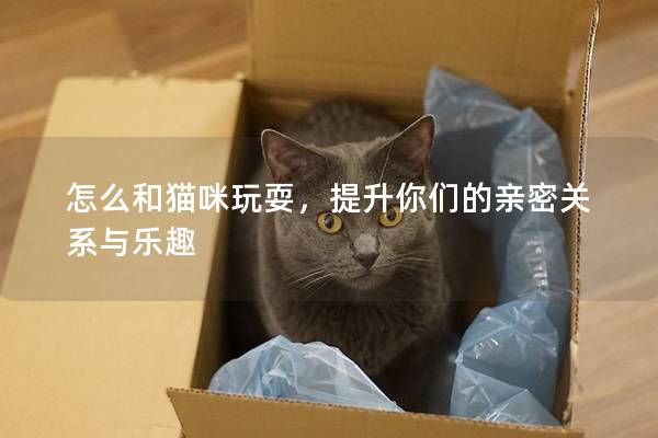 怎么和貓咪玩耍，提升你們的親密關系與樂趣