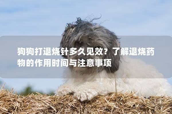 狗狗打退燒針多久見效？了解退燒藥物的作用時間與注意事項