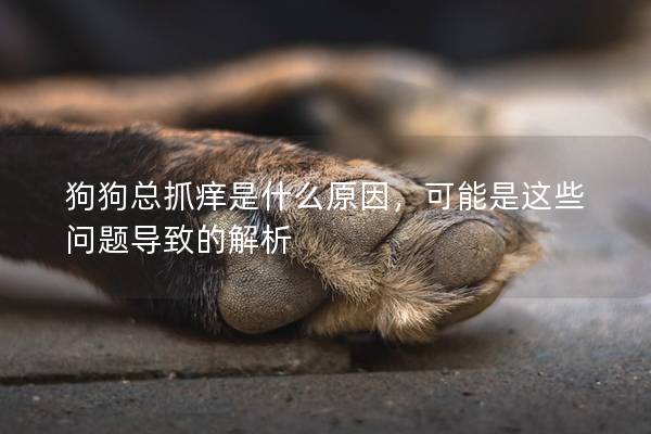 狗狗總抓癢是什么原因，可能是這些問題導致的解析