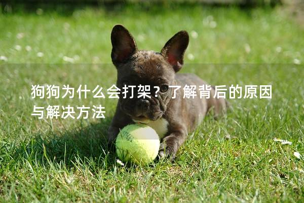 狗狗為什么會打架？了解背后的原因與解決方法