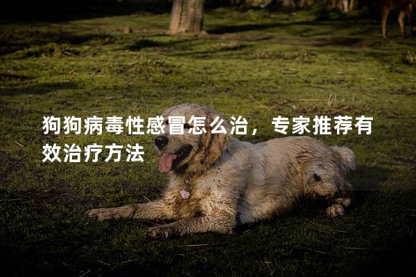 狗狗病毒性感冒怎么治，專家推薦有效治療方法