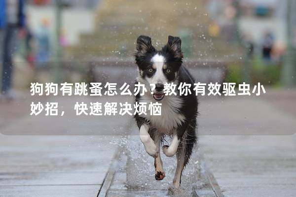 狗狗有跳蚤怎么辦？教你有效驅(qū)蟲(chóng)小妙招，快速解決煩惱