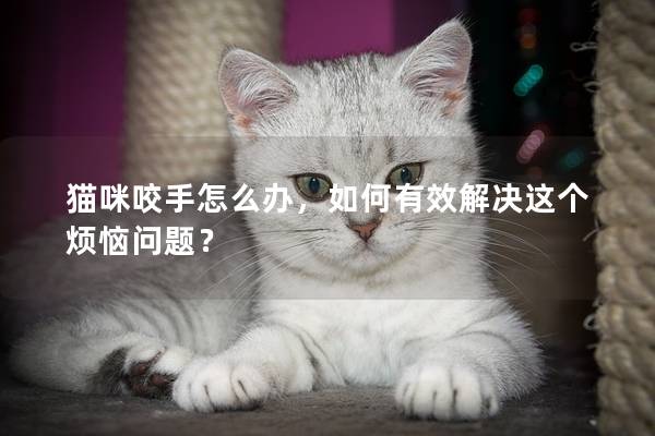 貓咪咬手怎么辦，如何有效解決這個煩惱問題？