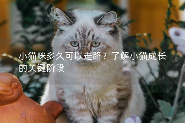 小貓咪多久可以走路?了解小貓成長的關鍵階段 小貓咪多久可以走路?了解小貓成長的關鍵階段