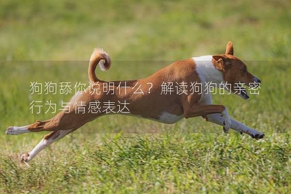 狗狗舔你說明什么？解讀狗狗的親密行為與情感表達