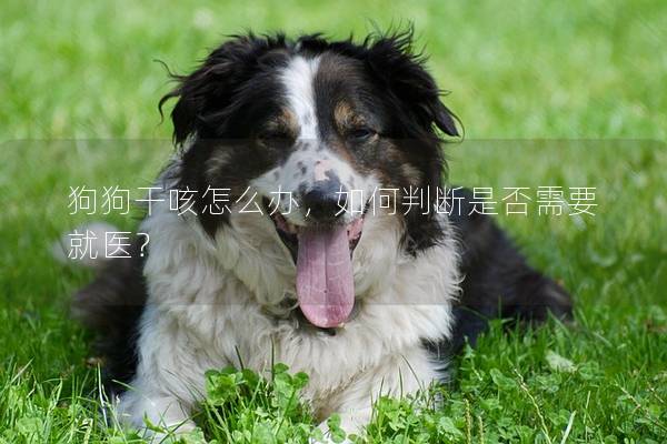 狗狗干咳怎么辦，如何判斷是否需要就醫(yī)？