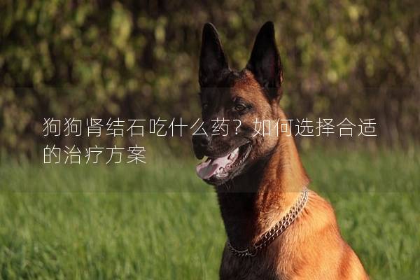 狗狗腎結(jié)石吃什么藥？如何選擇合適的治療方案