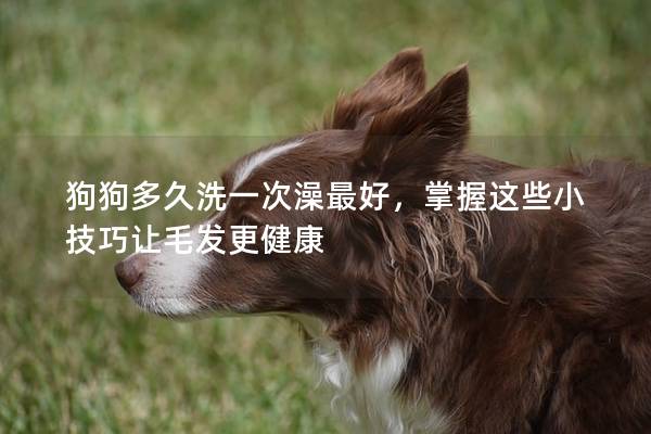 狗狗多久洗一次澡最好，掌握這些小技巧讓毛發更健康