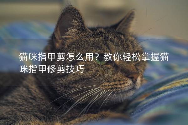 貓咪指甲剪怎么用？教你輕松掌握貓咪指甲修剪技巧