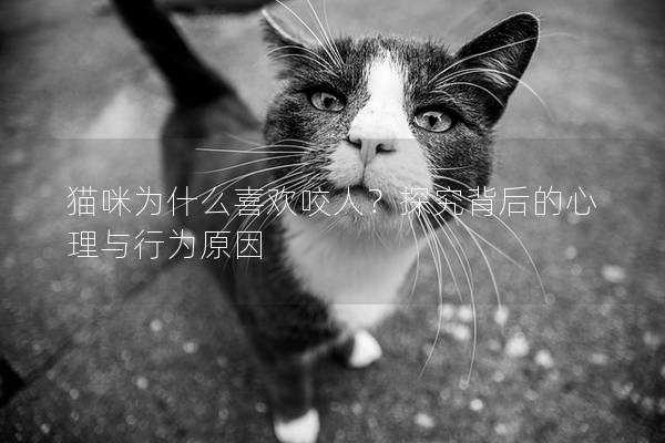 貓咪為什么喜歡咬人？探究背后的心理與行為原因
