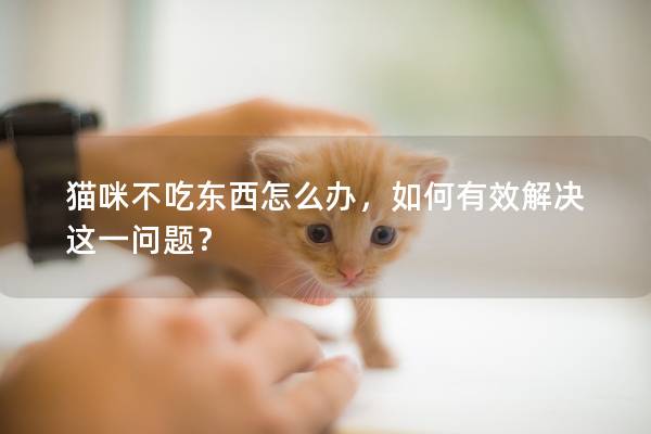 貓咪不吃東西怎么辦，如何有效解決這一問題？