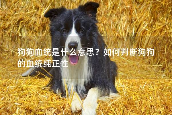 狗狗血統是什么意思？如何判斷狗狗的血統純正性