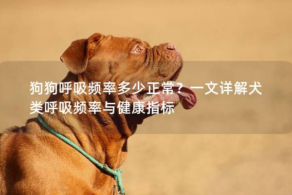 狗狗呼吸頻率多少正常？一文詳解犬類呼吸頻率與健康指標(biāo)