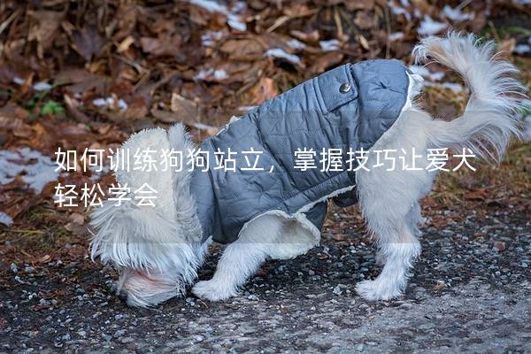 如何訓練狗狗站立，掌握技巧讓愛犬輕松學會
