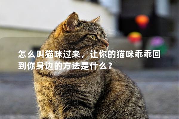 怎么叫貓咪過來，讓你的貓咪乖乖回到你身邊的方法是什么？
