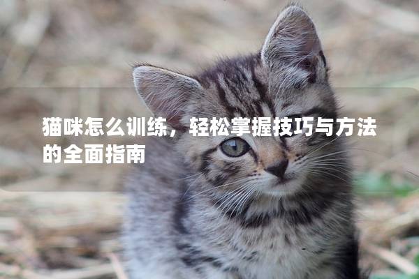 貓咪怎么訓練，輕松掌握技巧與方法的全面指南