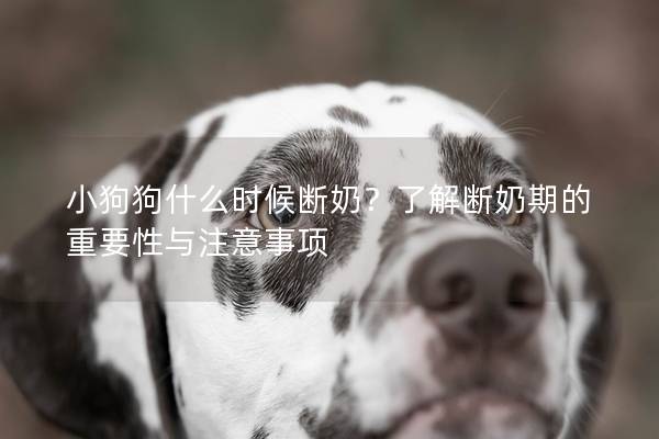 小狗狗什么時候斷奶？了解斷奶期的重要性與注意事項