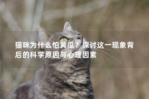 貓咪為什么怕黃瓜？探討這一現(xiàn)象背后的科學原因與心理因素