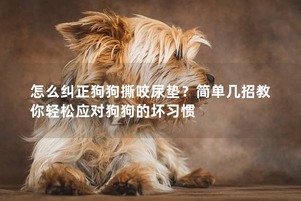 怎么糾正狗狗撕咬尿墊？簡單幾招教你輕松應(yīng)對狗狗的壞習(xí)慣